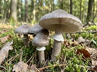 Beringter Erdritterling
